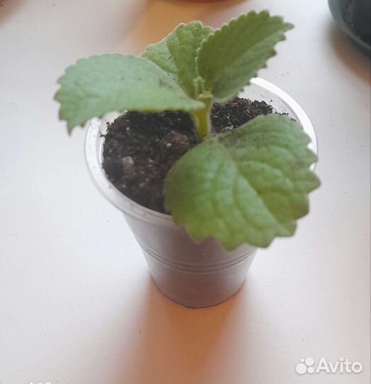 Домашняя мята