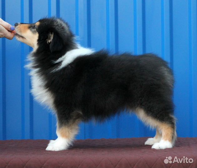 Щенки колли