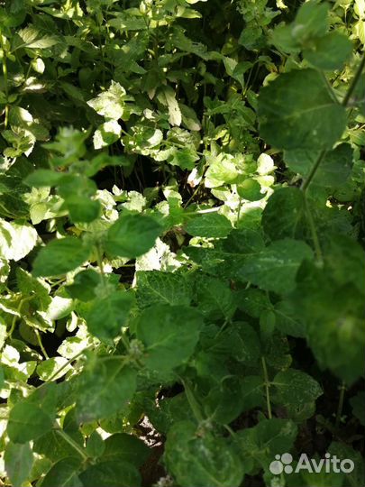 Душистые травы