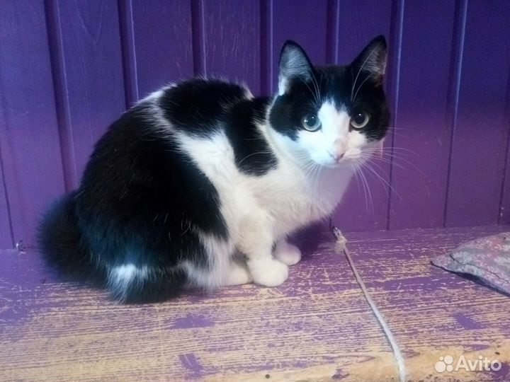 Лучшая на свете кошечка