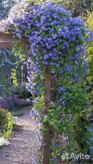 Княжик (клематис ) Сесиль -голубой сон