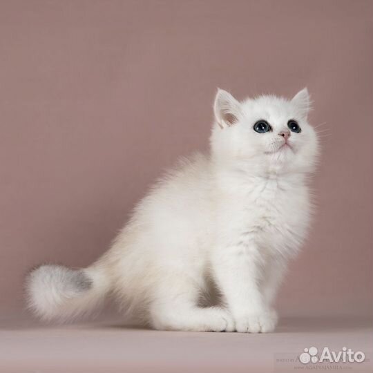 Серебристые британские шиншиллы