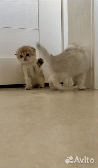 Шотландские котята