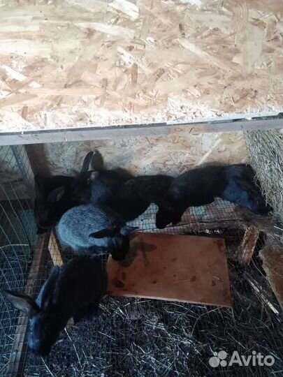 Кролики полтавское серебро