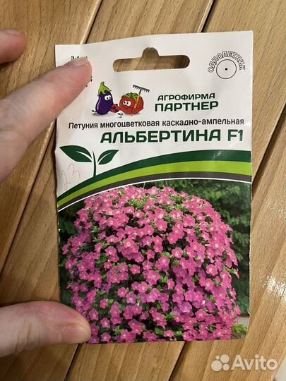 Петуния рассада