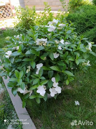 Гортензия сбежавшая невеста