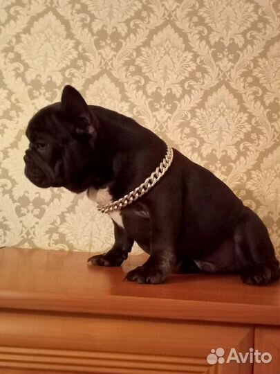 Предлагаются Цветные щенки Французики