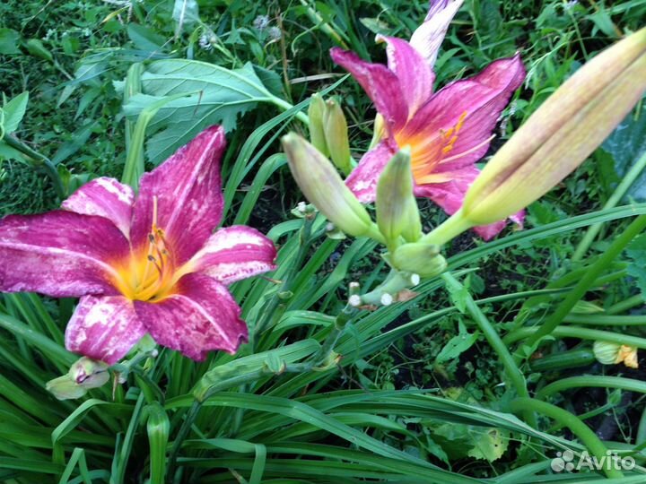 Лилейники сортовые, пионы, флоксы, ирисы