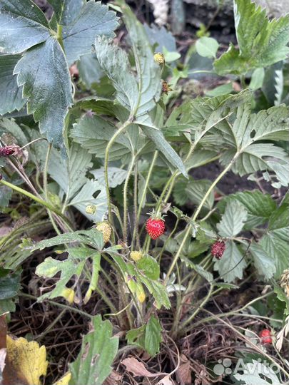 Рассада клубники и земляники