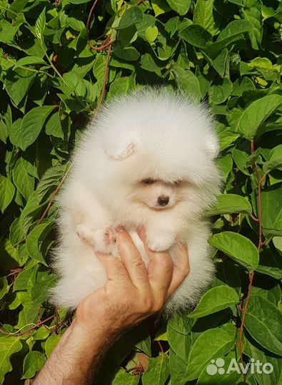 Шпиц мишка белый мальчик