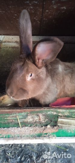 Крольчата,самки, самцы