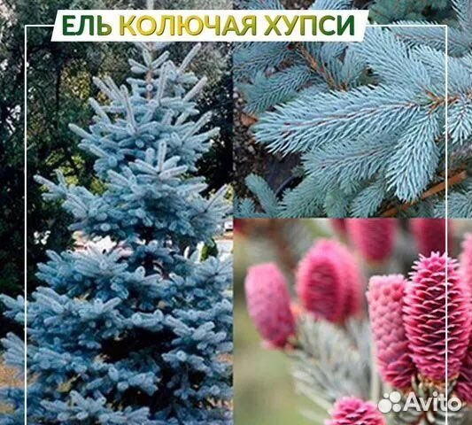 Голубая ель хупси германия