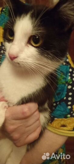 Котик