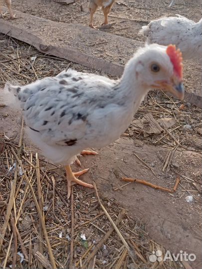 Молодые петушки