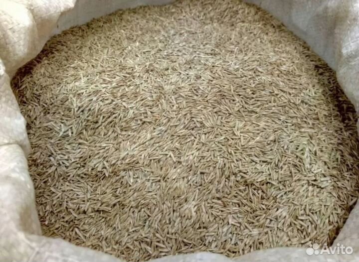 Семена райграс