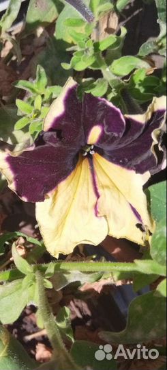 Рассада петунии