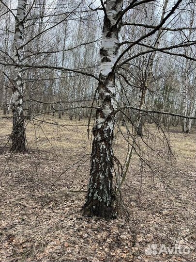 Лес 1200 гектар на дрова бесплатно