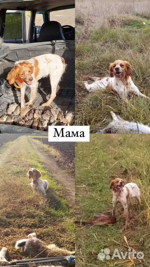 Щенки бретонский эпаньоль