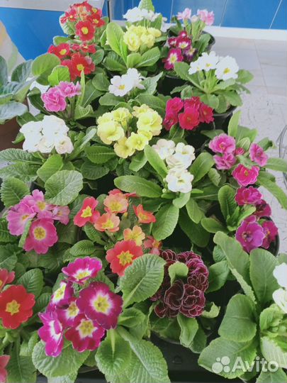 Цветы примула