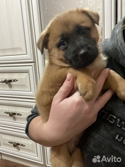 Отдам в добрые руки