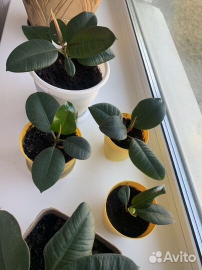 Фикус каучуконосный эластика