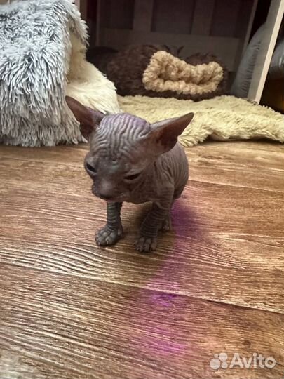 Донской сфинкс