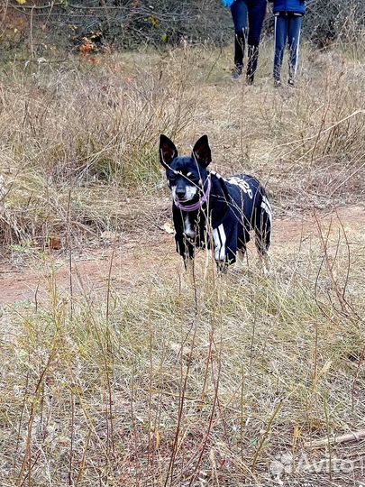 Ищем невесту