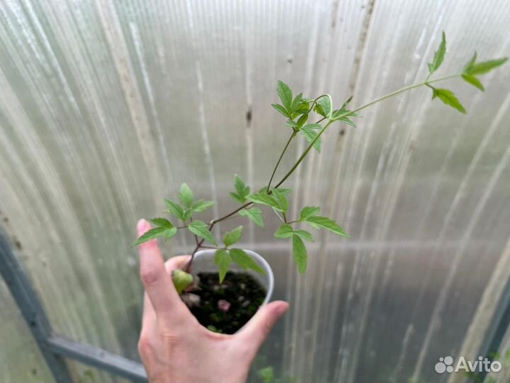 Продам клематис