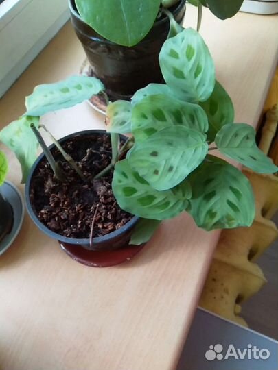 Продам комнатные цветы