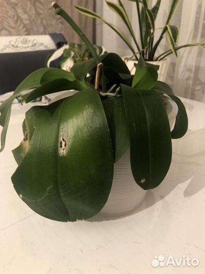 Орхидея лиодоро