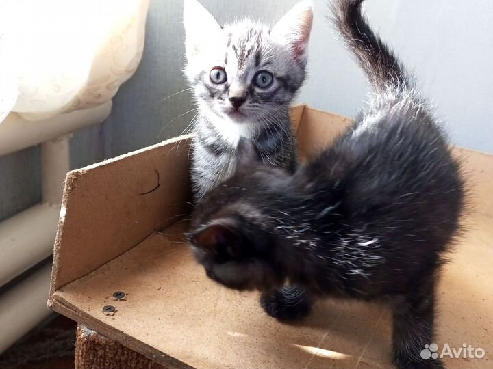 Кошки в добрые руки бесплатно