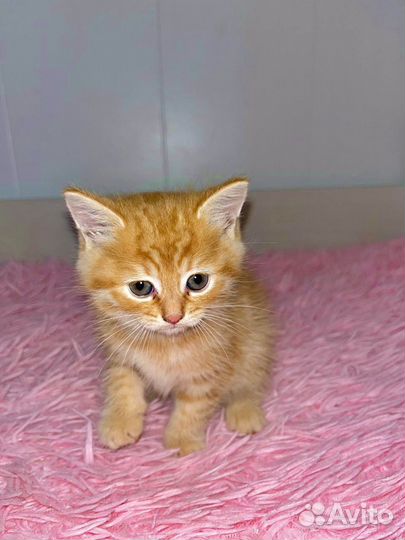 Шотландская вислоухая кошка
