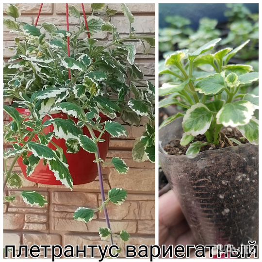 Ипомея батат, лизимахия, плетрантус