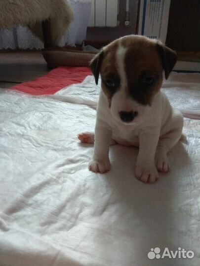 Джек расл терьер щенки