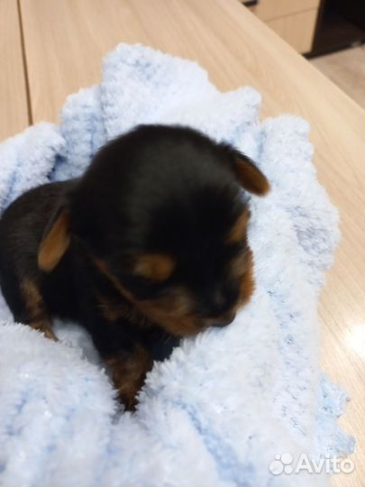 Йоркширский терьер