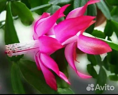 Декабрист розовый