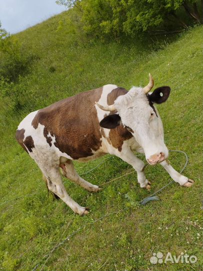 Корова дойная с теленком