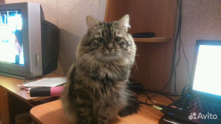 Вязка