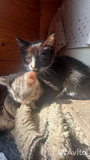 Кошка котенок черная