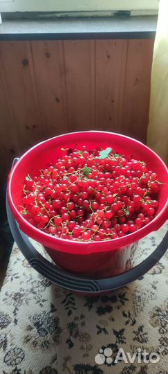 Красная смородина