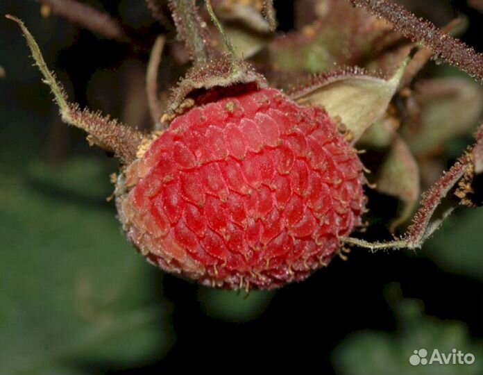 Малина душистая