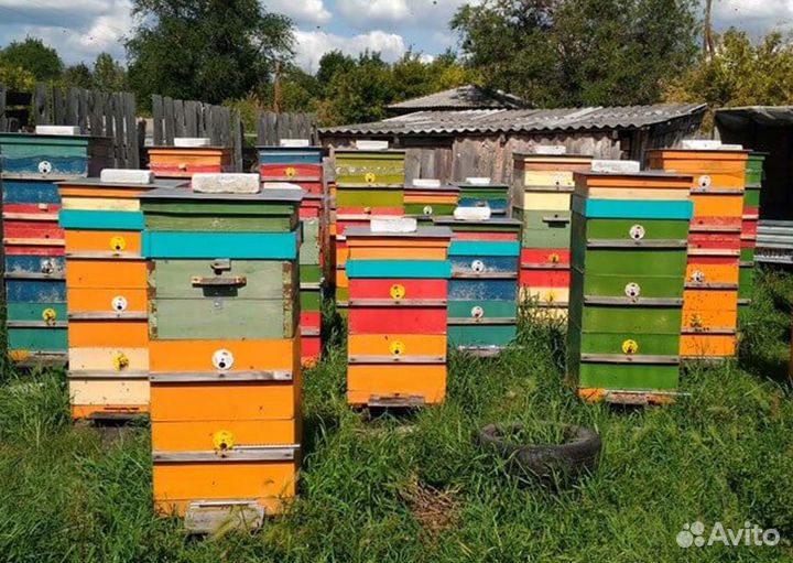 Мед натуральный из Алтая опт