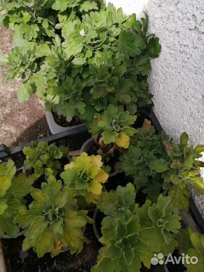 Хризантемы мультифлора