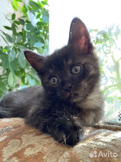 Отдам кошку в добрые руки