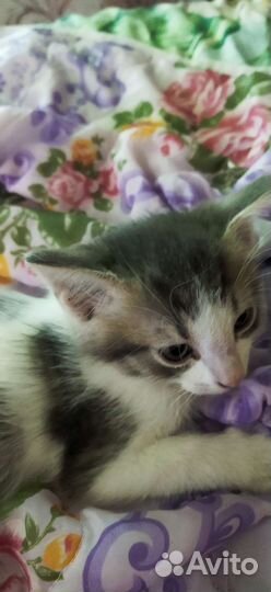 Котята в добрые руки бесплатно