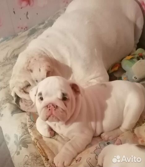 Белые щеночки