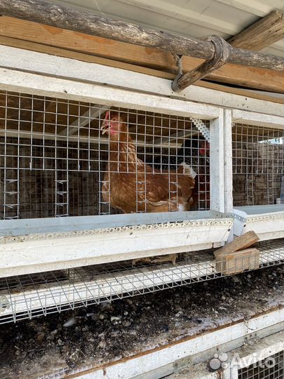 Курицы несушки