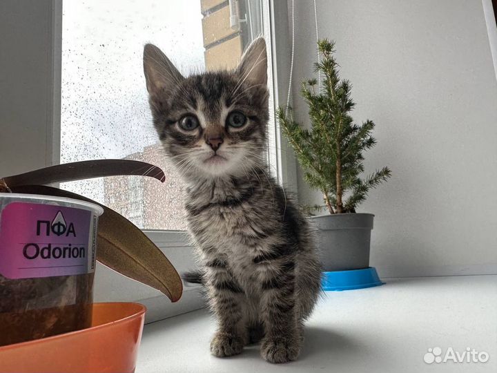 Котенок мальчик 1,5 месяца