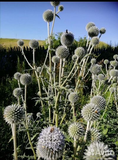 Семена медоноса. Мордовник. Супермедонос