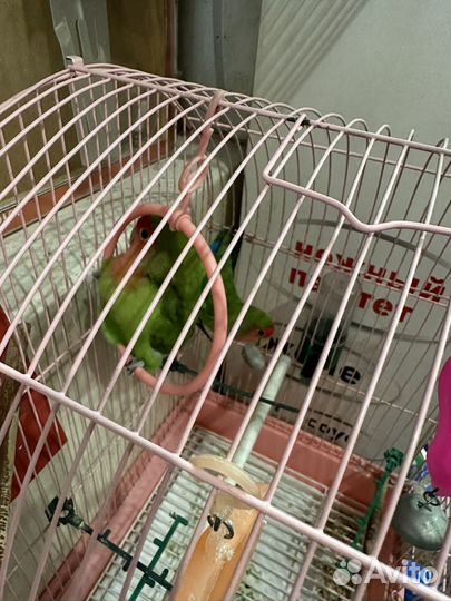 Попугаи неразлучники